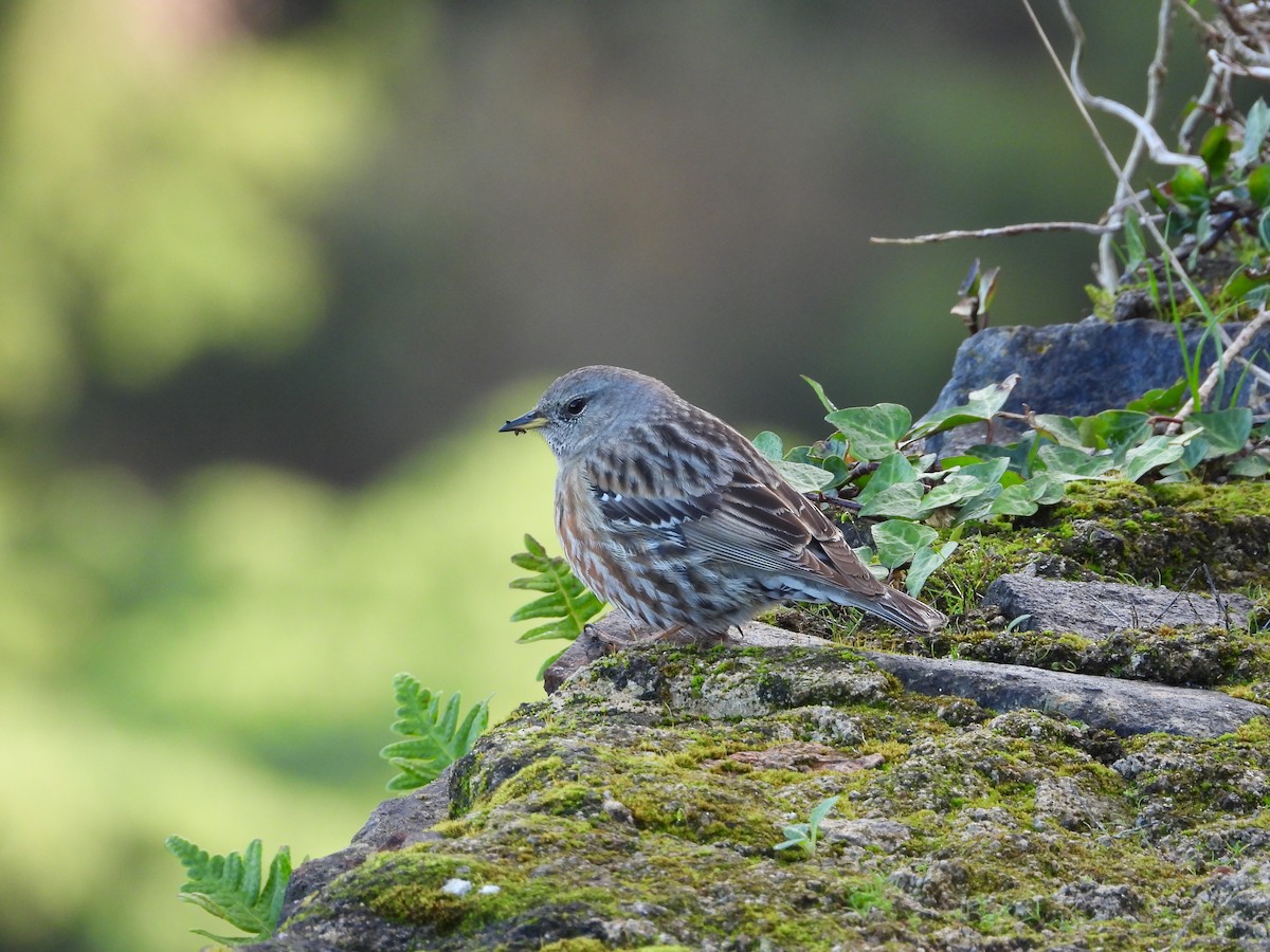 Alpine Accentor - ML647317881