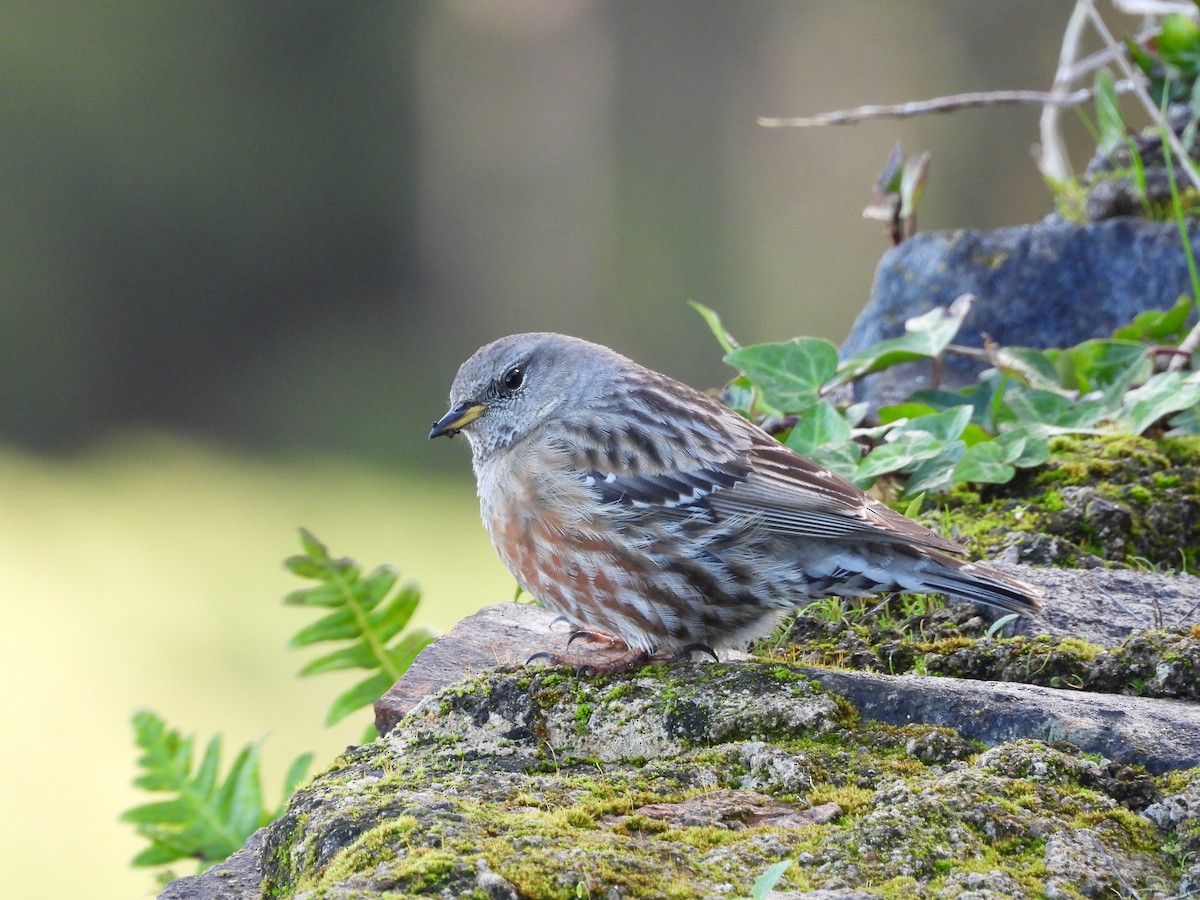 Alpine Accentor - ML647317882