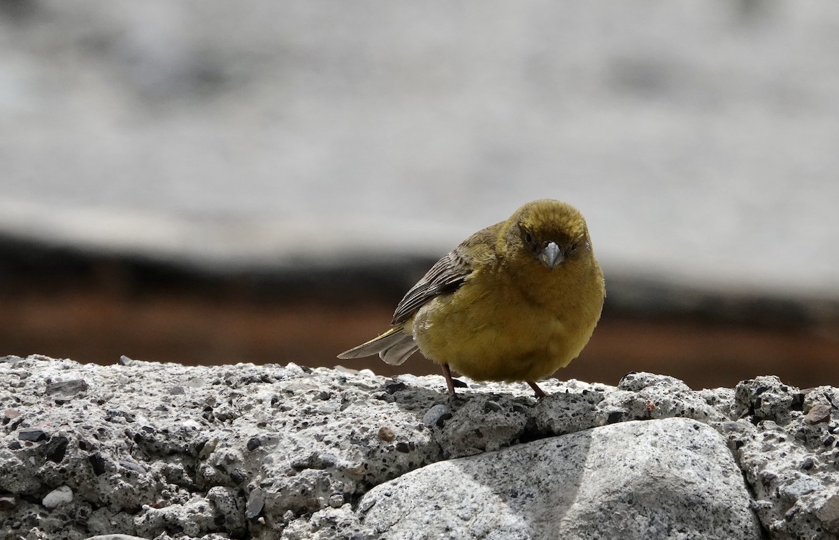 Greater Yellow-Finch - ML647317883