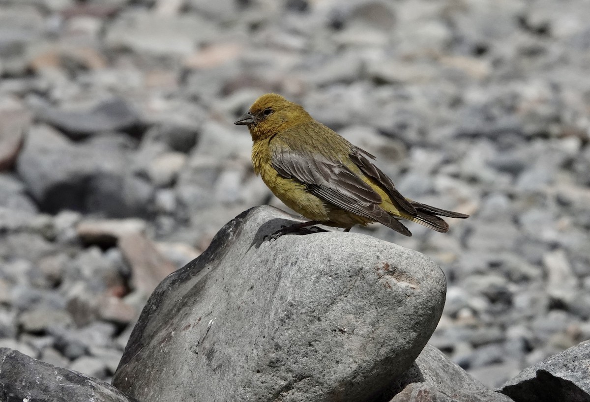Greater Yellow-Finch - ML647317884