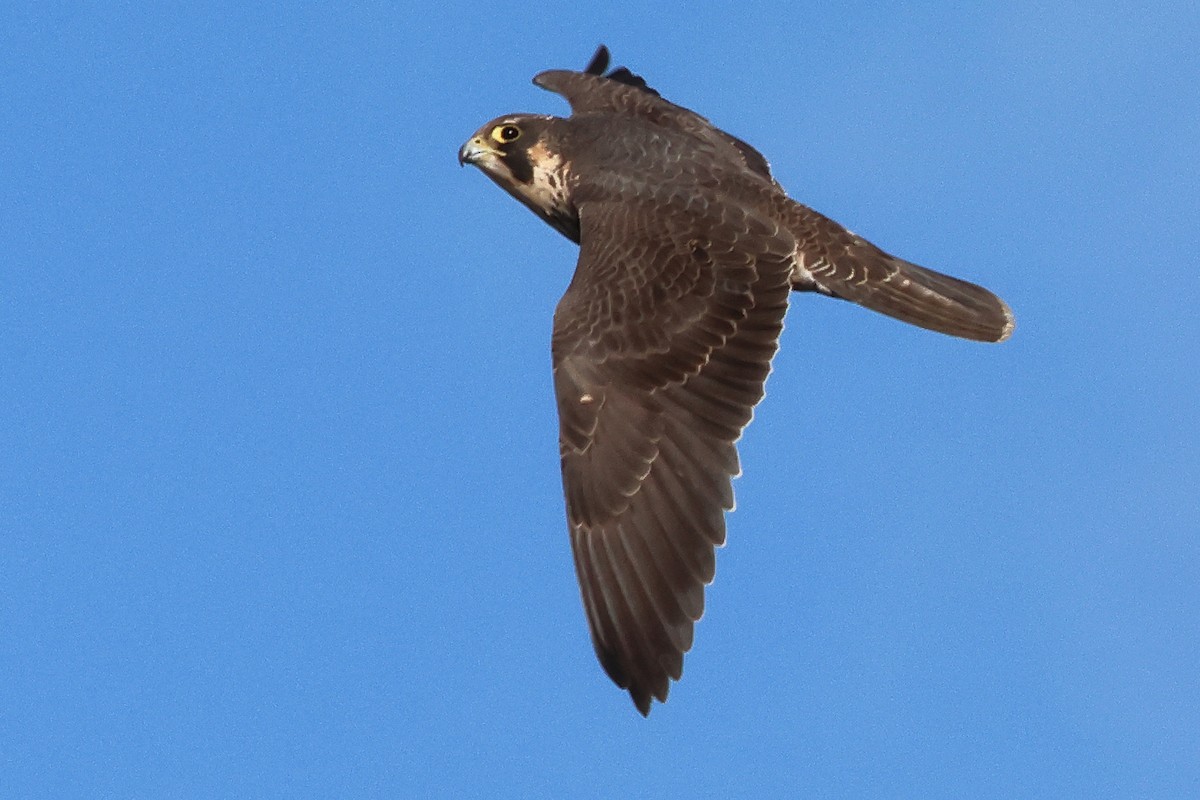 Peregrine Falcon (North American) - ML647317886