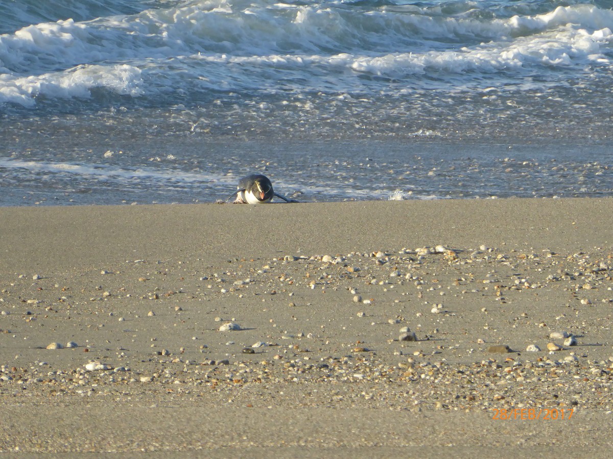 skogpingvin - ML647317893