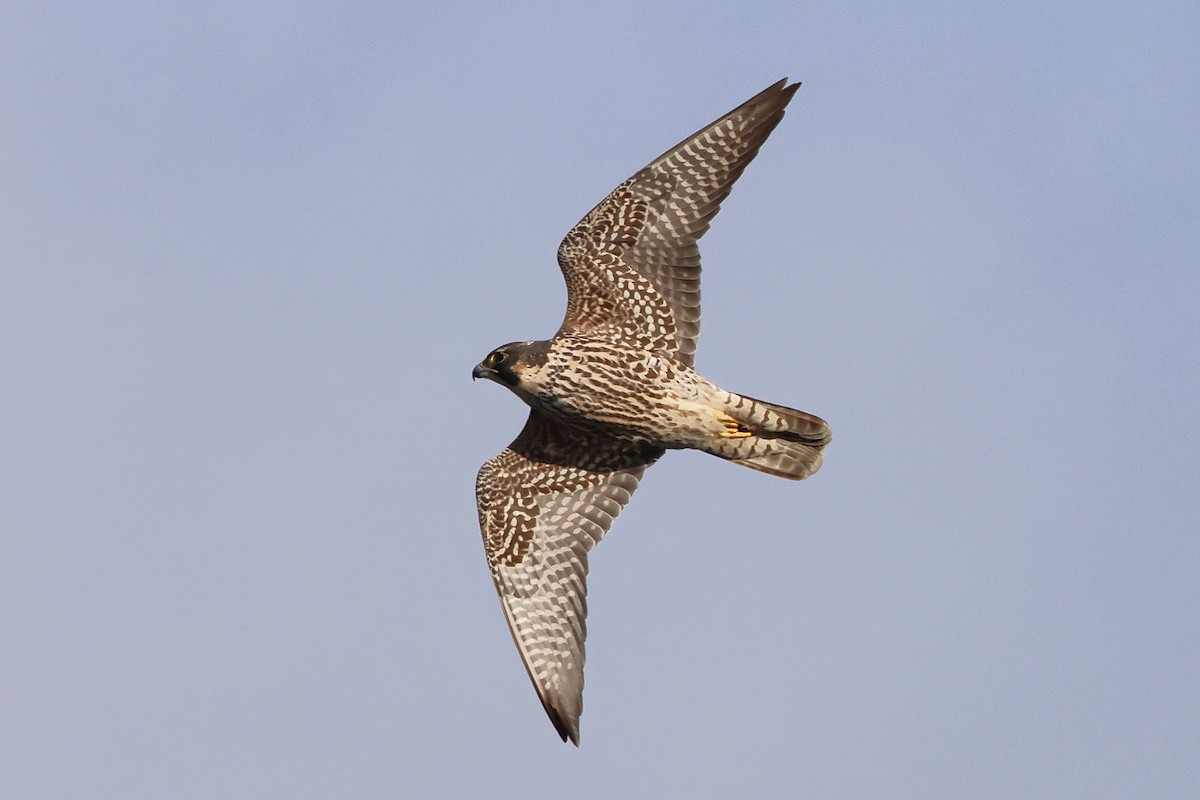 Peregrine Falcon (North American) - ML647317894