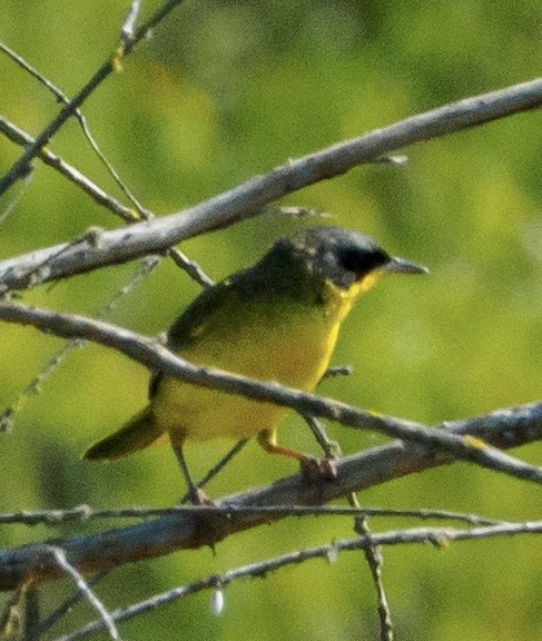Southern Yellowthroat - ML647317902