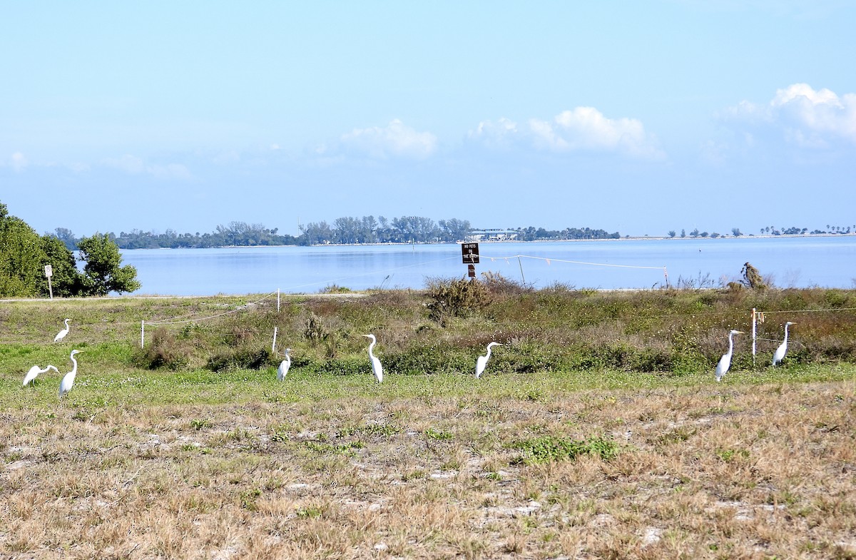 Silberreiher - ML647317903