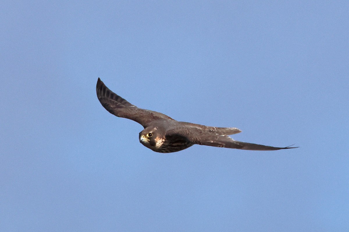 Peregrine Falcon (North American) - ML647317908