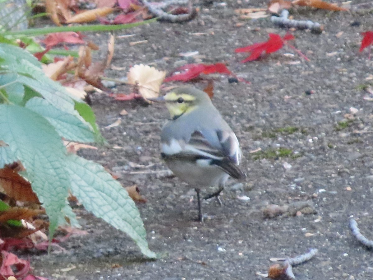 White Wagtail - ML647317909