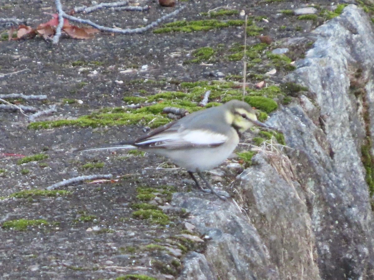 White Wagtail - ML647317910