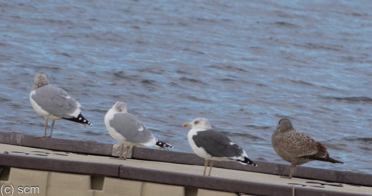 Lesser Black-backed Gull - ML647317912