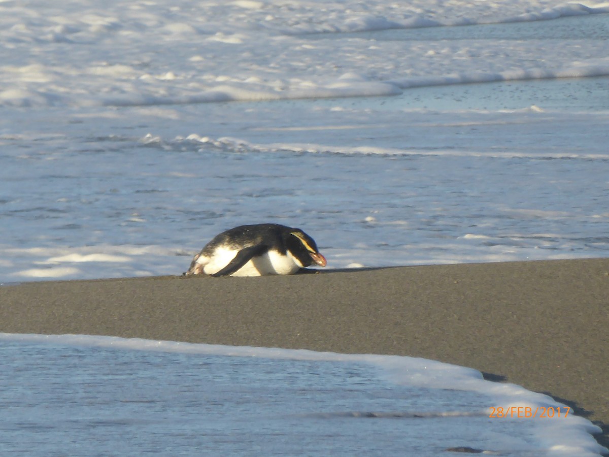 skogpingvin - ML647317915