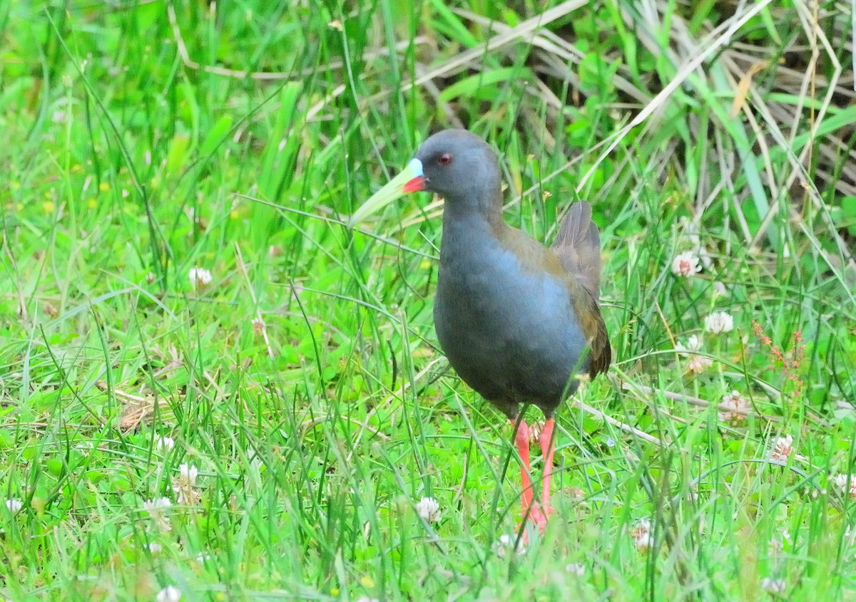 Plumbeous Rail - ML647317919