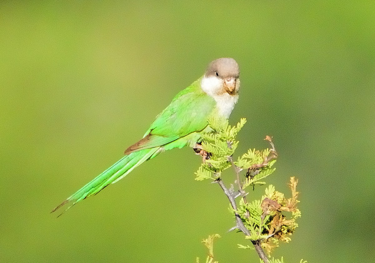 Gray-hooded Parakeet - ML647317924