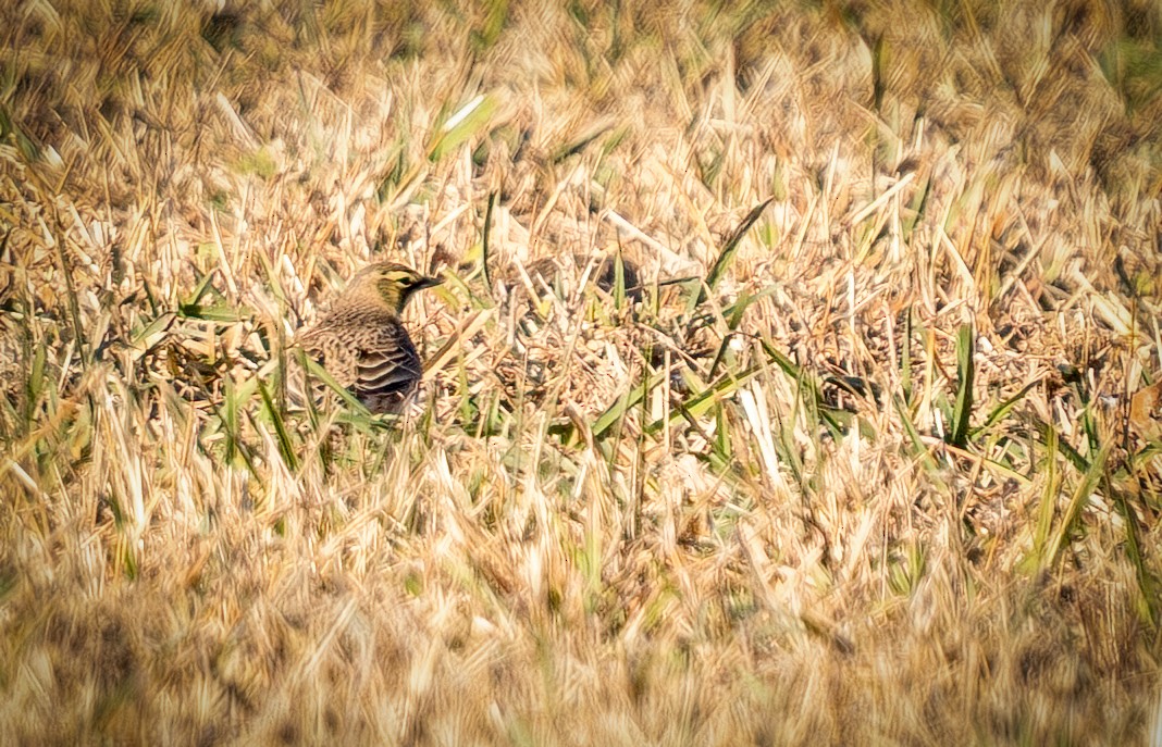 Alondra Cornuda - ML647317925