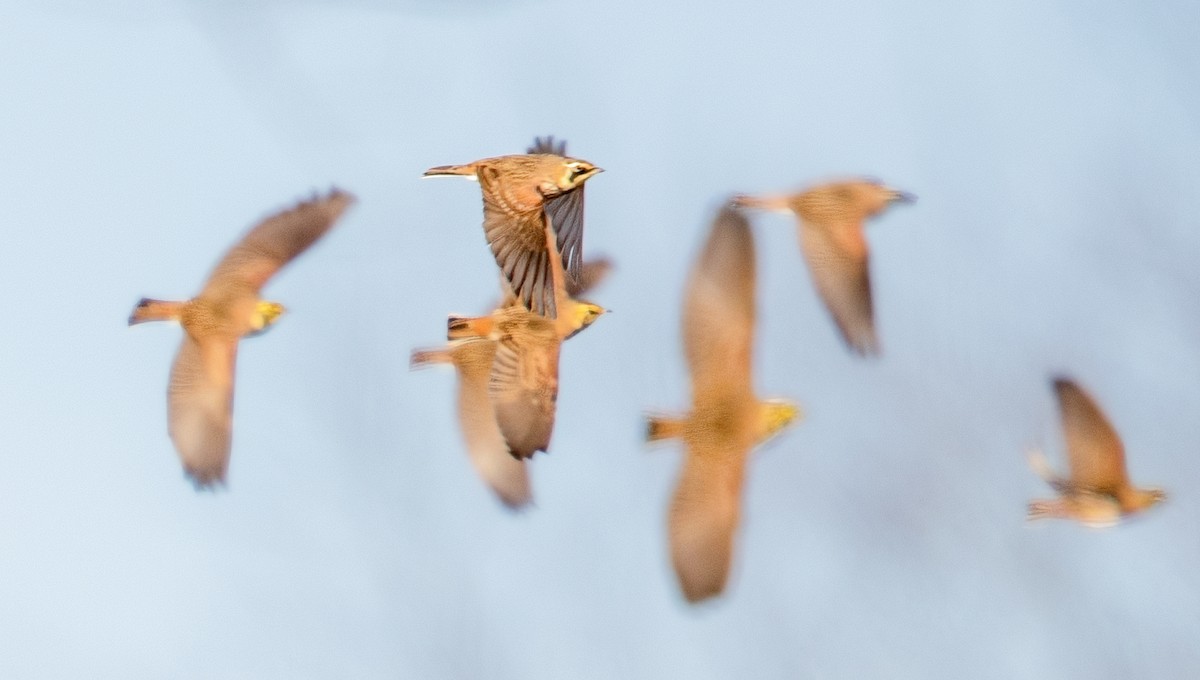 Alondra Cornuda - ML647317926