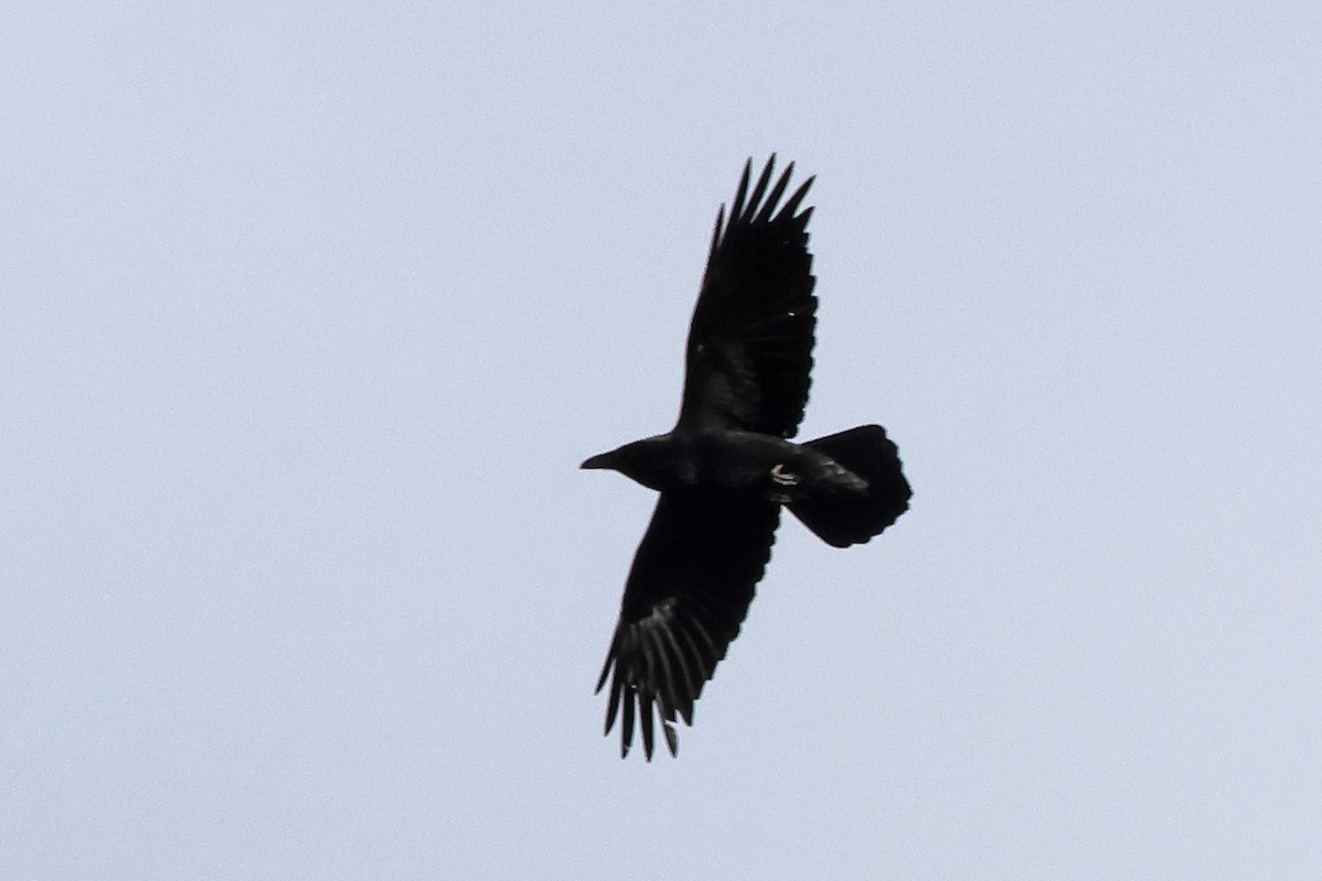 Common Raven - ML647317927
