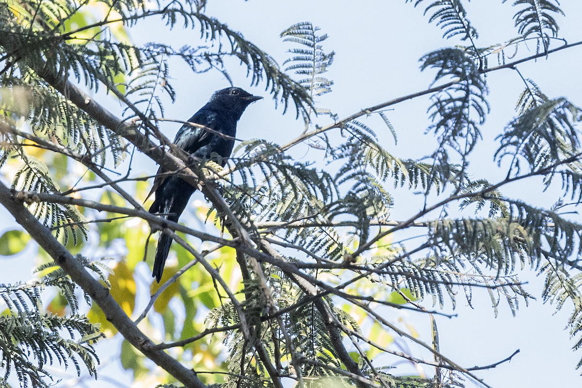 Black Cuckooshrike - ML647317930