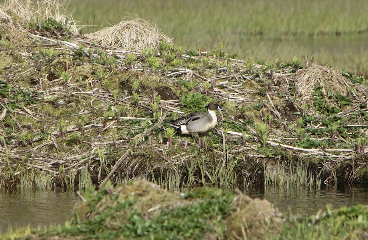 stjertand - ML647317945