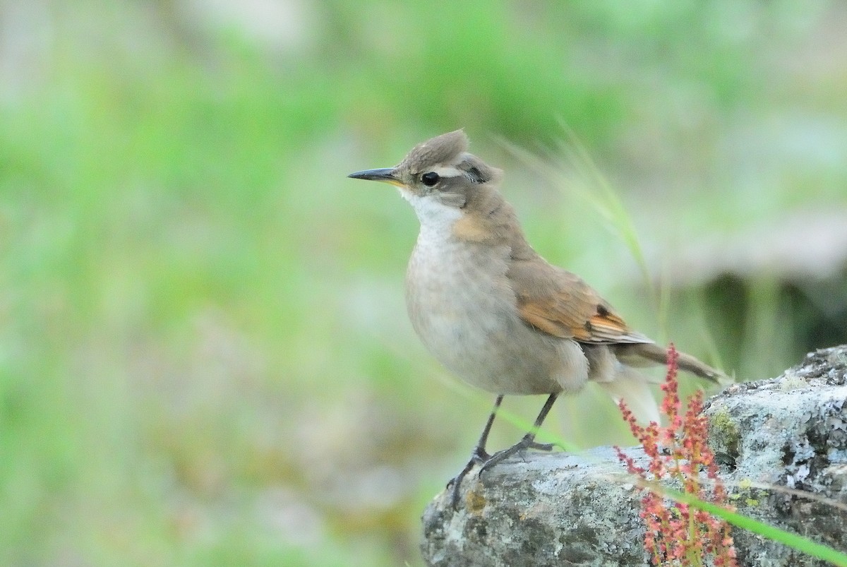 Cordoba Cinclodes - ML647317946