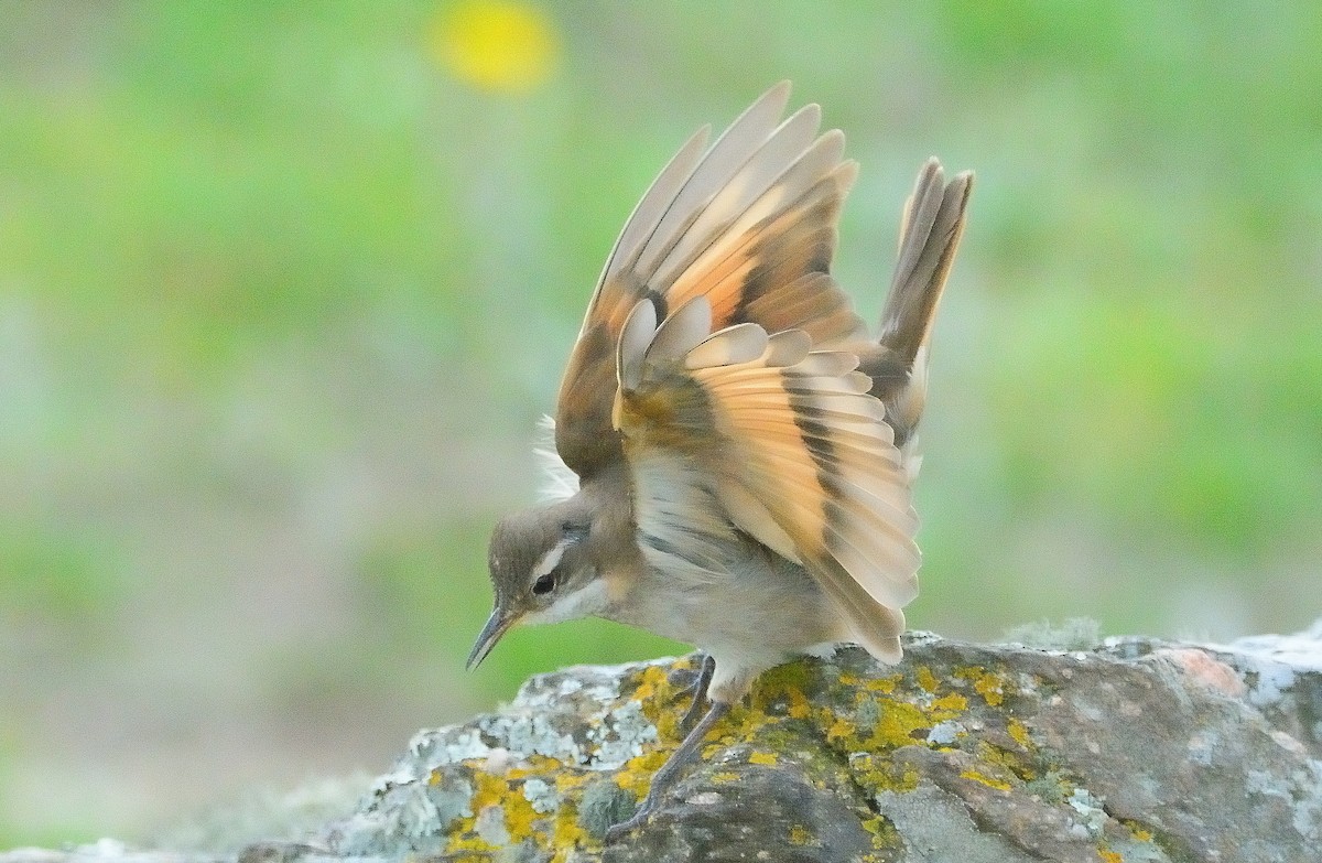 Cordoba Cinclodes - ML647317947