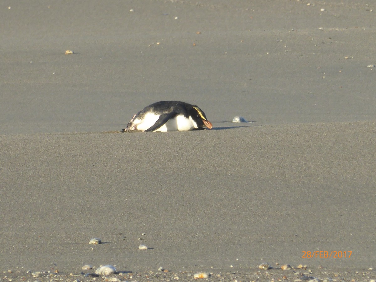 skogpingvin - ML647317948