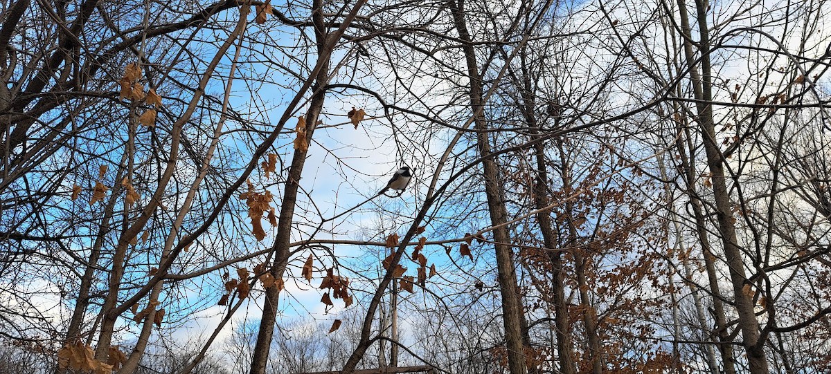 Black-capped Chickadee - ML647317951