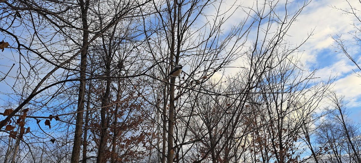 Black-capped Chickadee - ML647317952