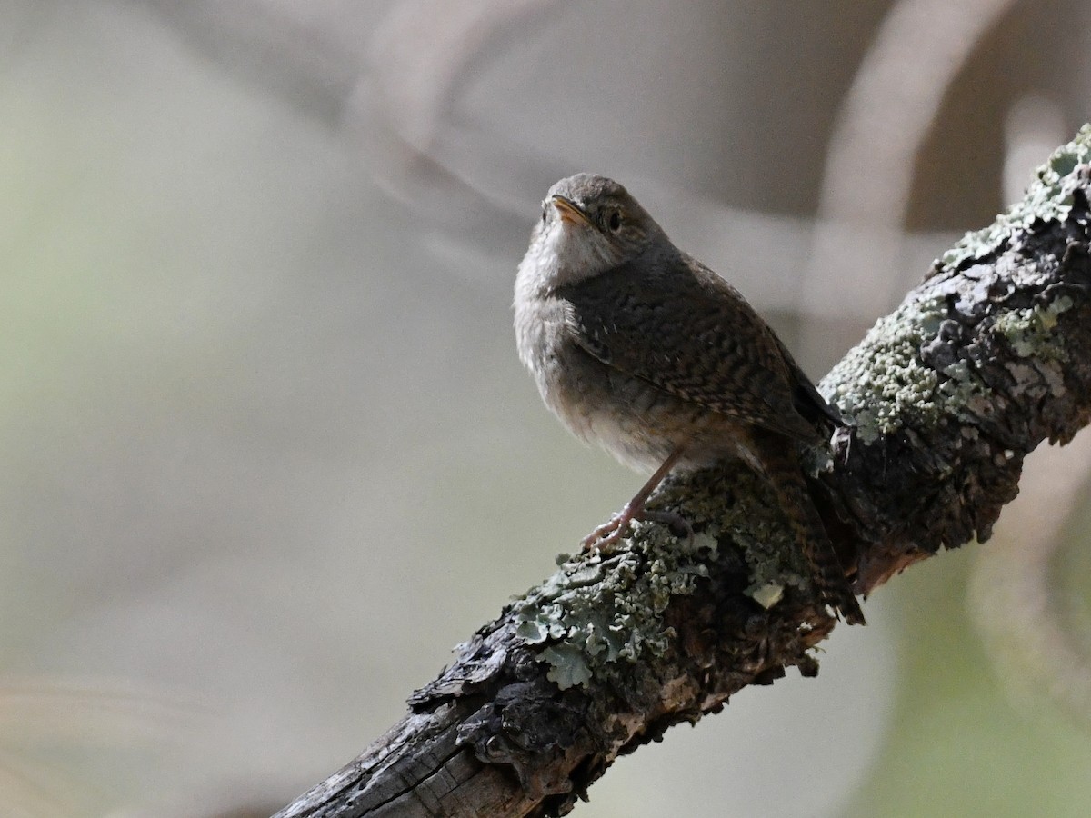 Northern House Wren - ML647317957