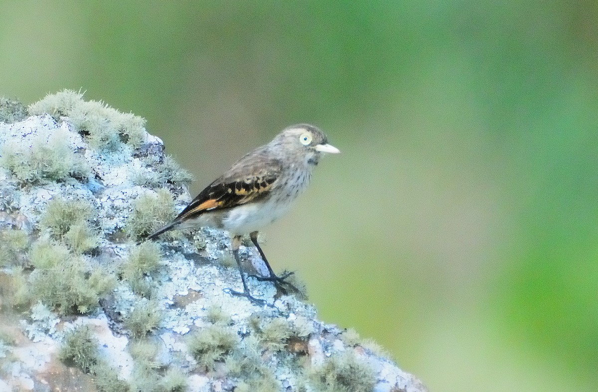 Spectacled Tyrant - ML647317963