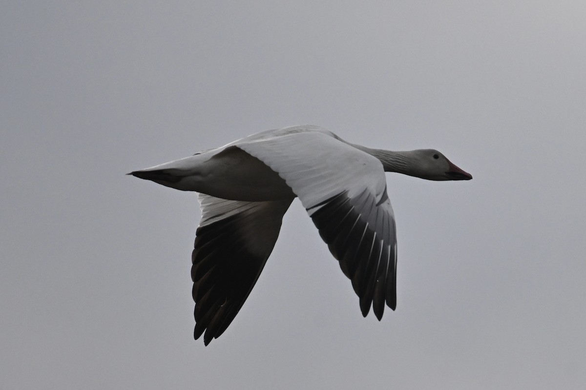 husa sněžní - ML647317971