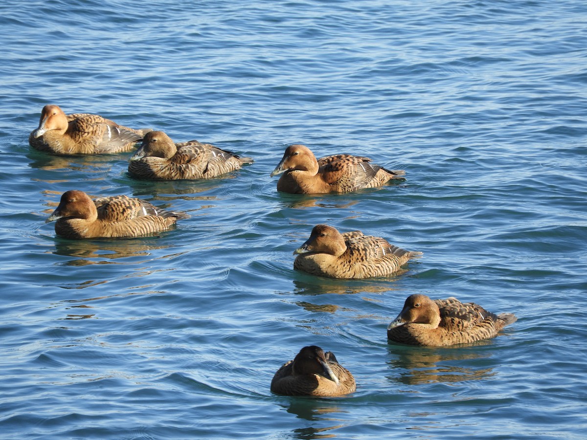 אדרית שחורת-כיפה (dresseri) - ML647317975