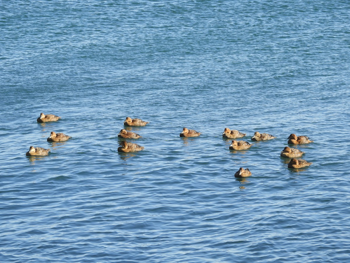 אדרית שחורת-כיפה (dresseri) - ML647317976