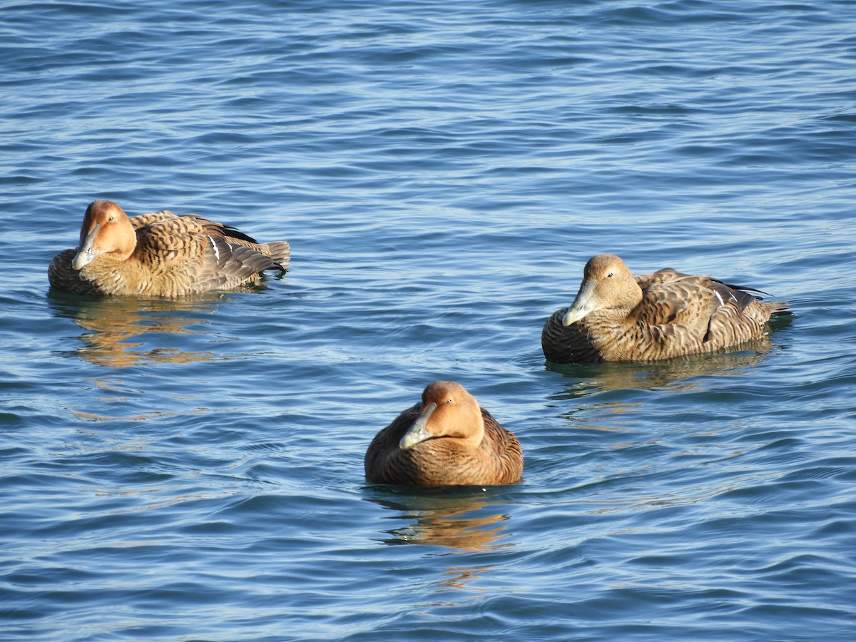 אדרית שחורת-כיפה (dresseri) - ML647317982