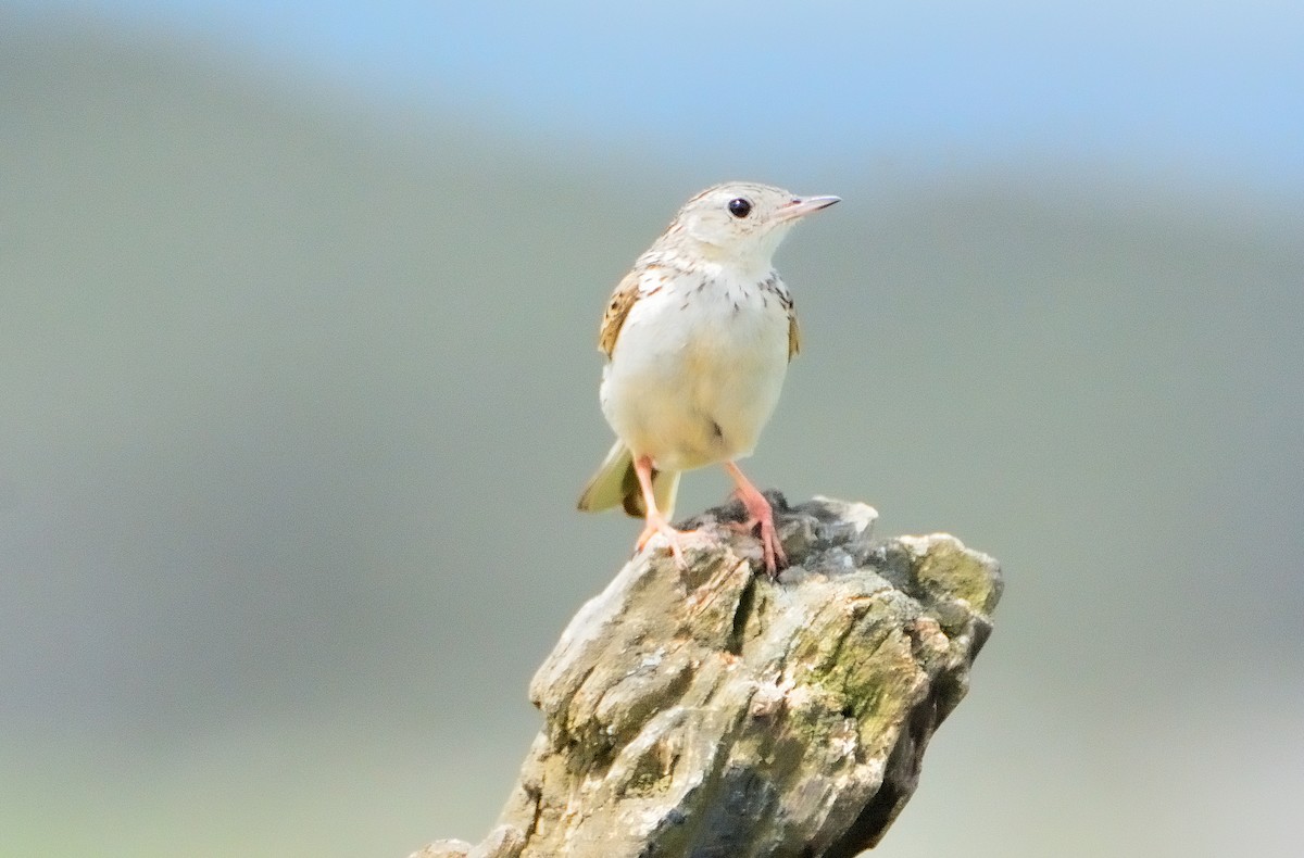 Hellmayr's Pipit - ML647317985