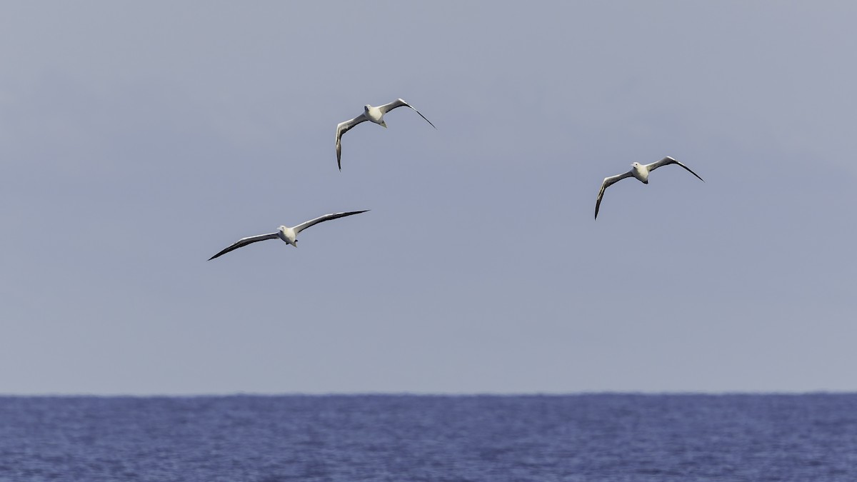 Сула червононога - ML647317987