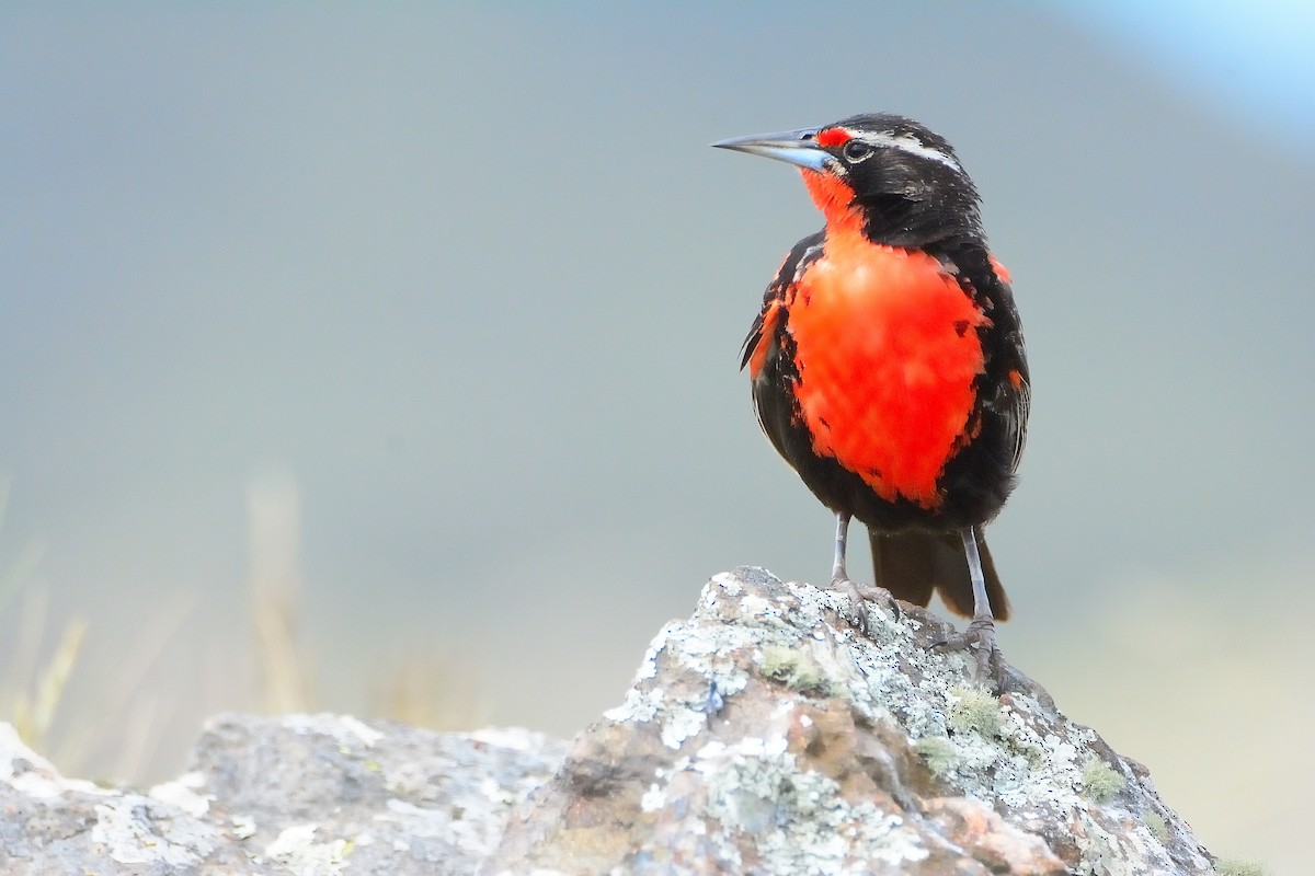 Long-tailed Meadowlark - ML647318003
