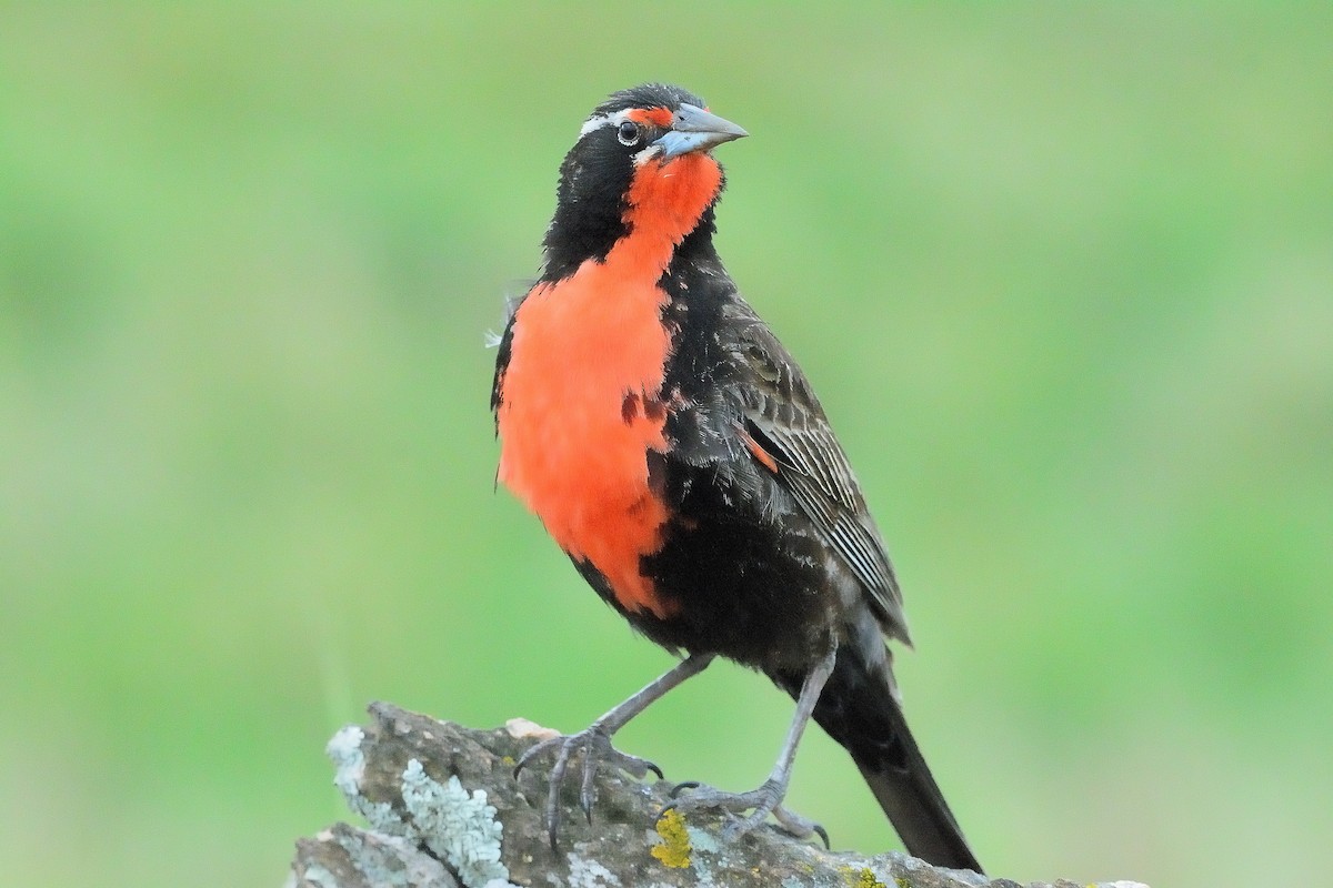 Long-tailed Meadowlark - ML647318004