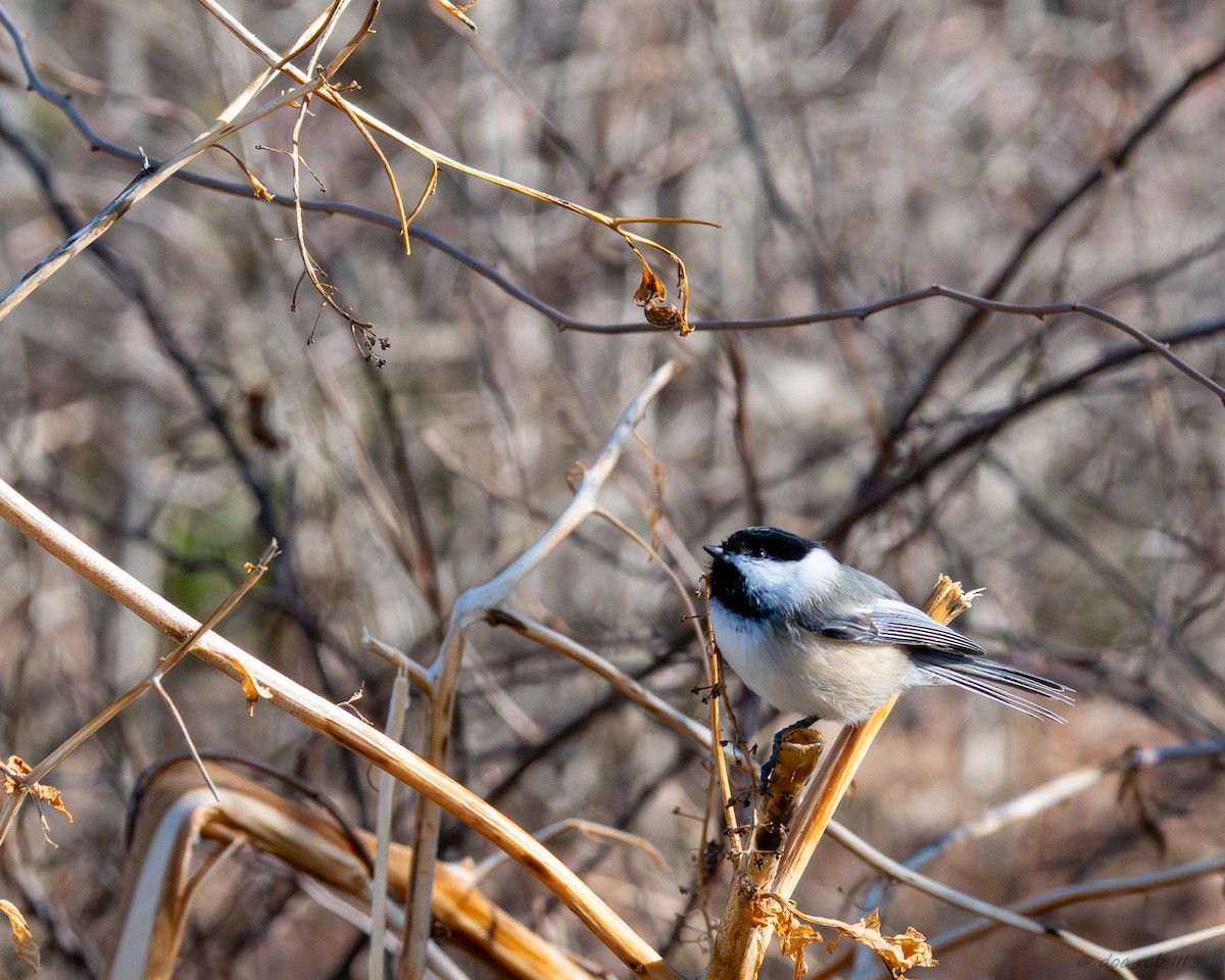 Black-capped Chickadee - ML647318005