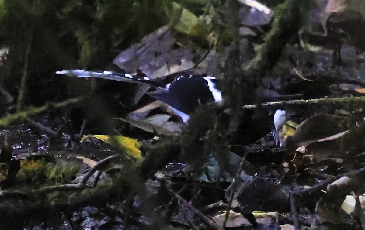 White-crowned Forktail (Northern) - ML647318072