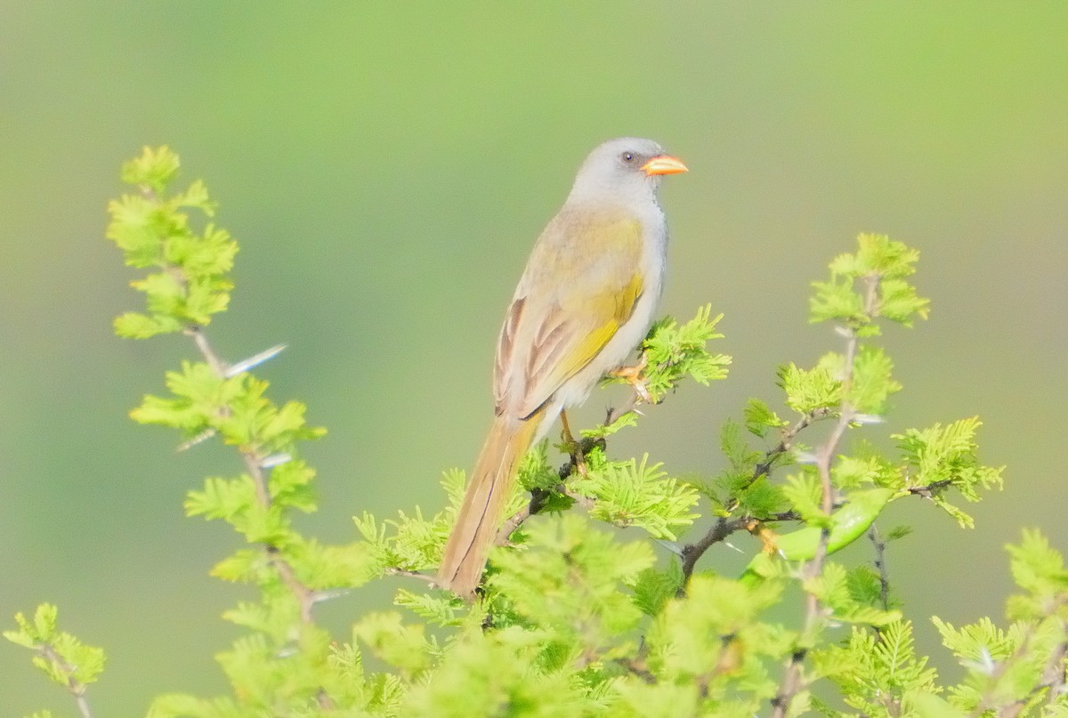 Great Pampa-Finch - ML647318075