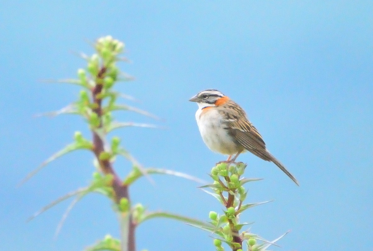 Rufous-collared Sparrow - ML647318089