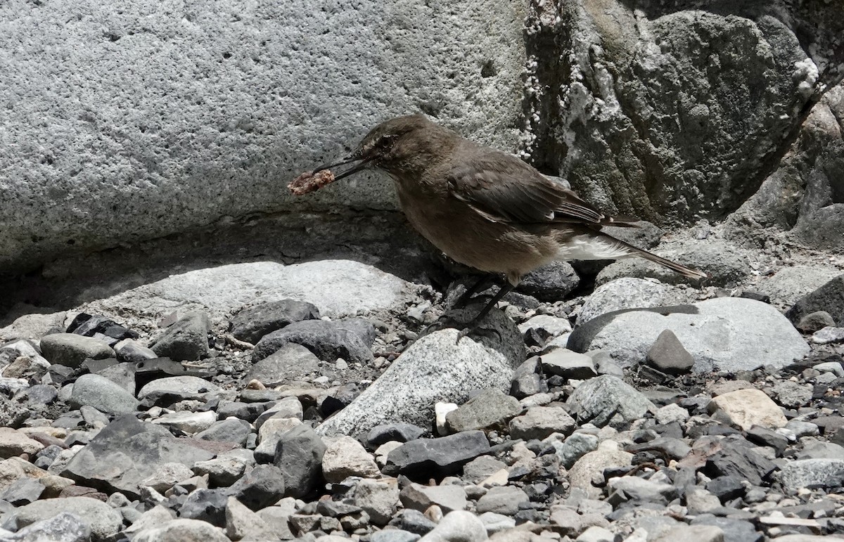 Black-billed Shrike-Tyrant - ML647318095