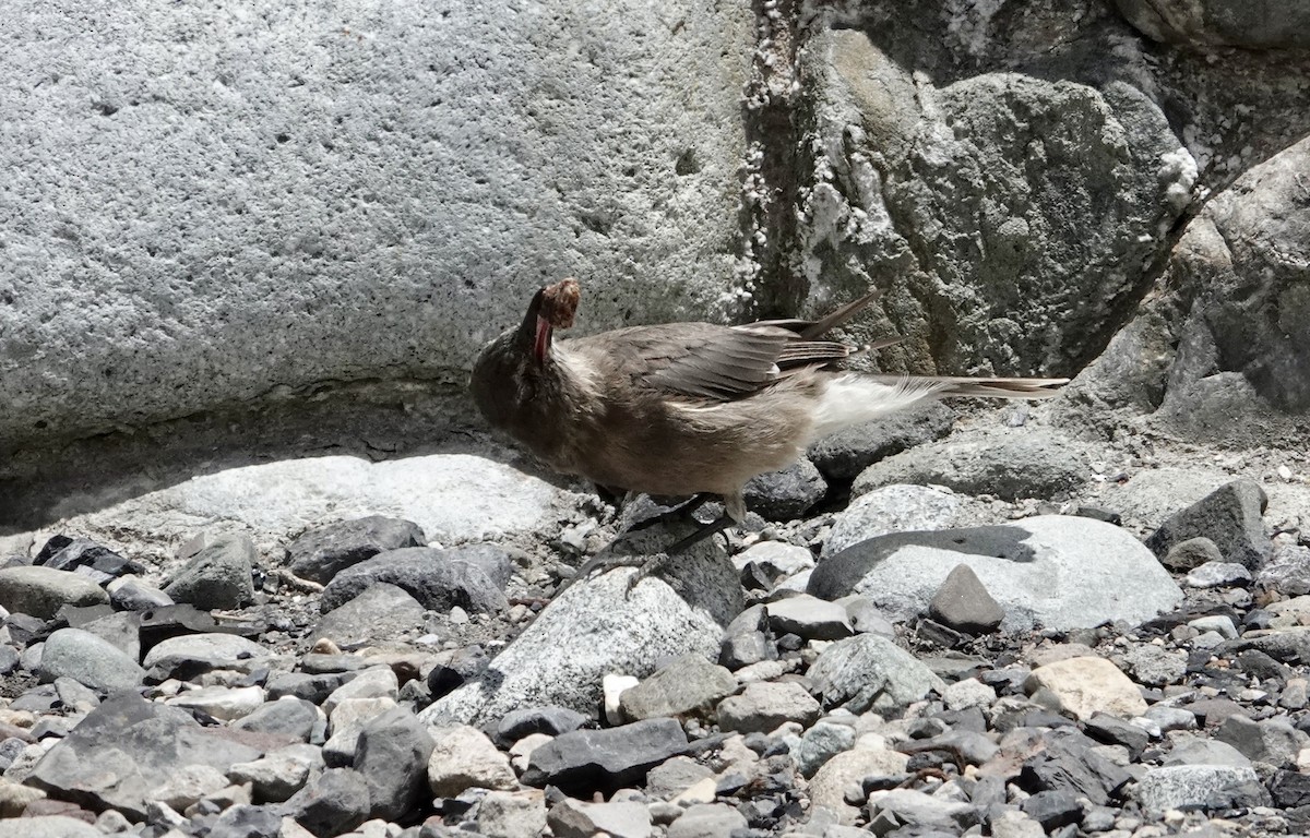 Black-billed Shrike-Tyrant - ML647318096
