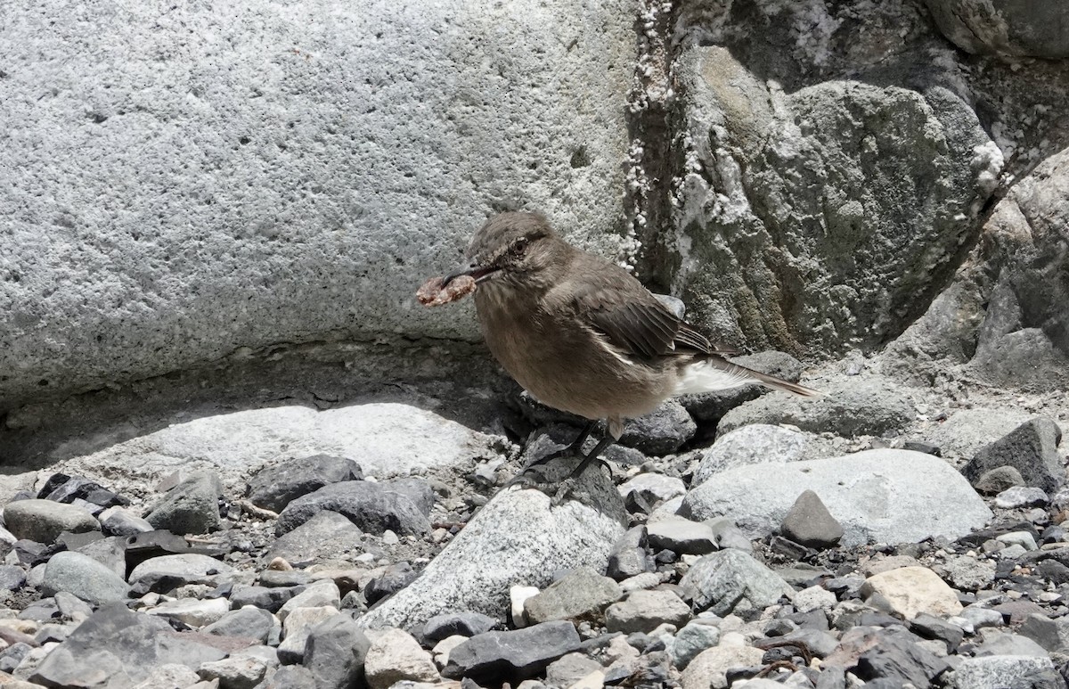Black-billed Shrike-Tyrant - ML647318097