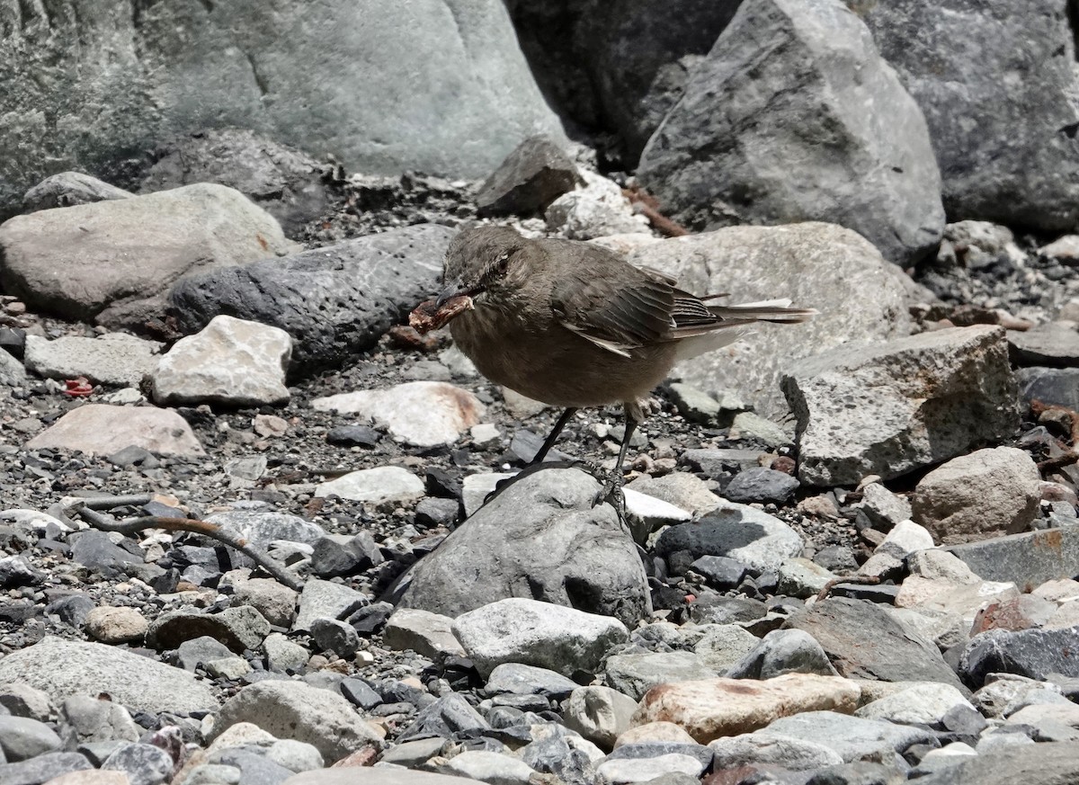 Black-billed Shrike-Tyrant - ML647318102