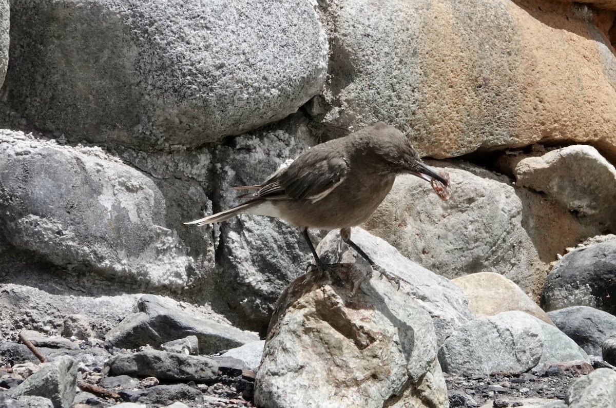 Black-billed Shrike-Tyrant - ML647318104