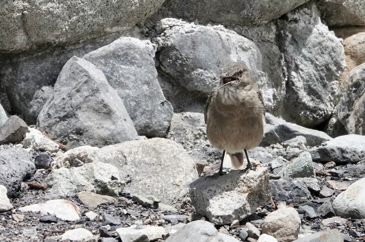 Black-billed Shrike-Tyrant - ML647318105