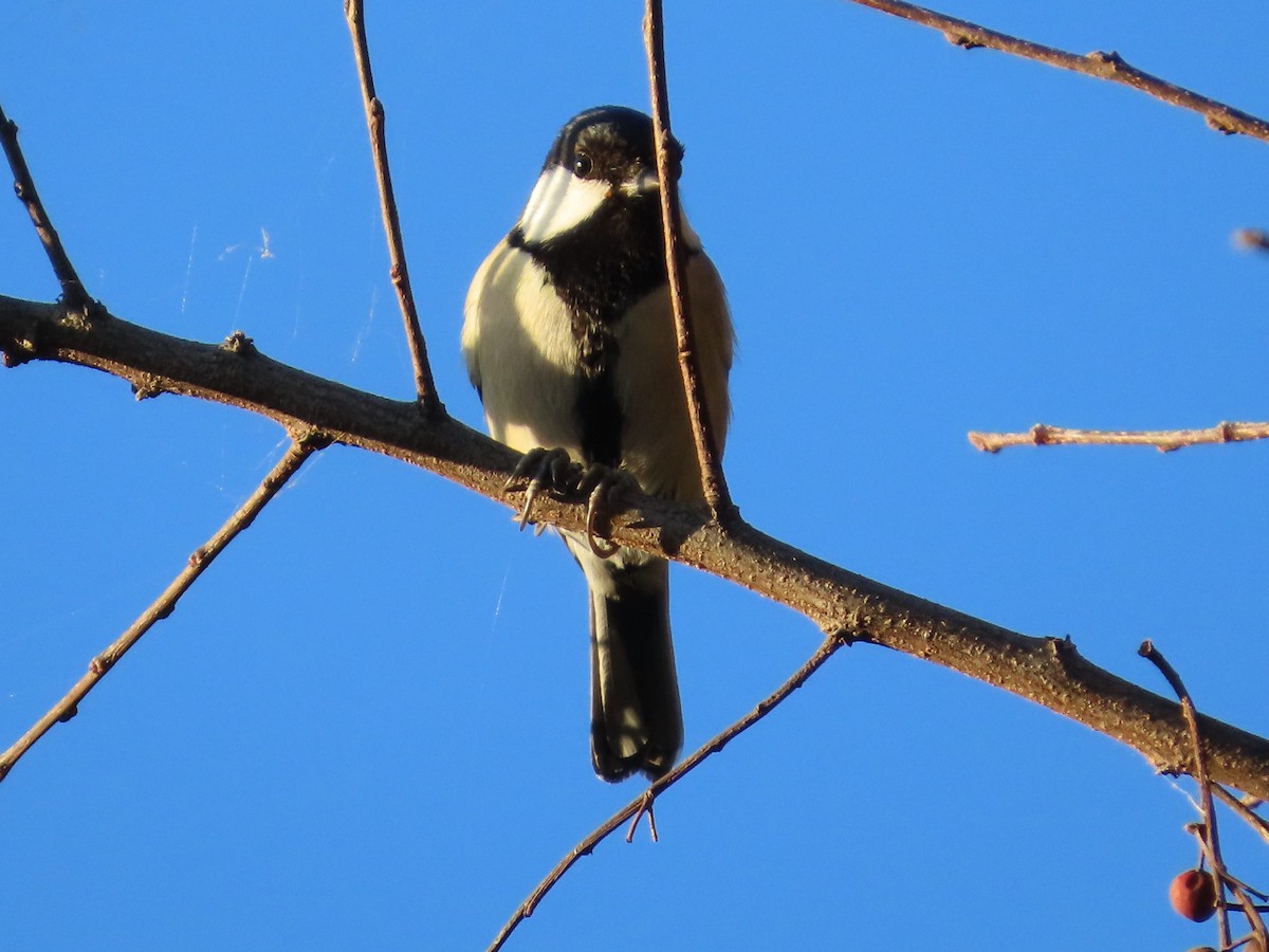 Asian Tit - ML647318108