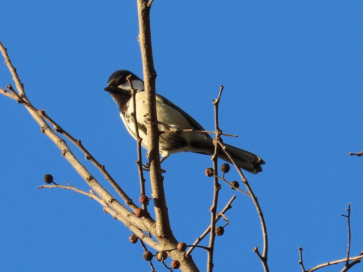 Asian Tit - ML647318109