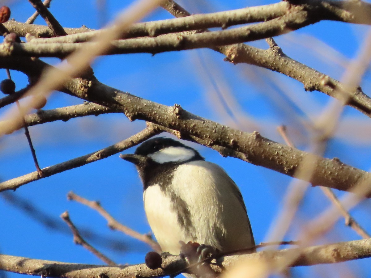 Asian Tit - ML647318111