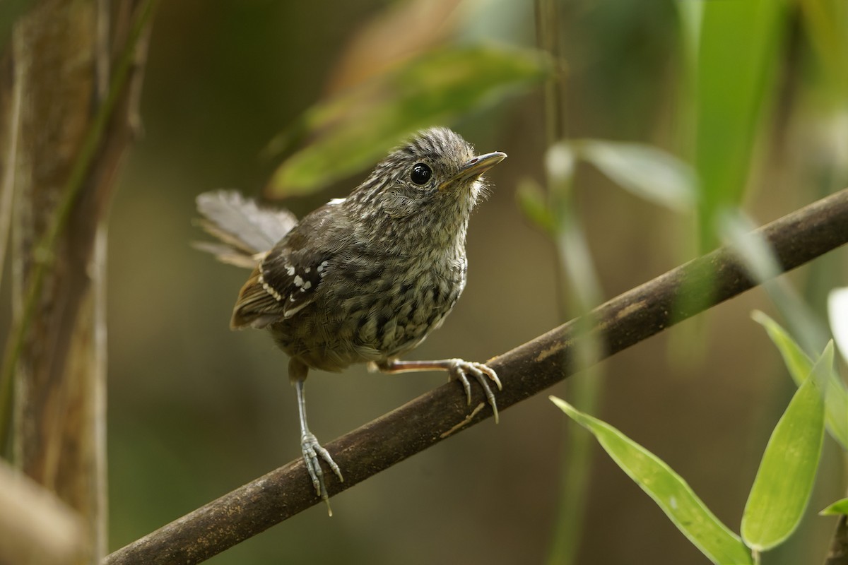 Dusky-tailed Antbird - ML647318113